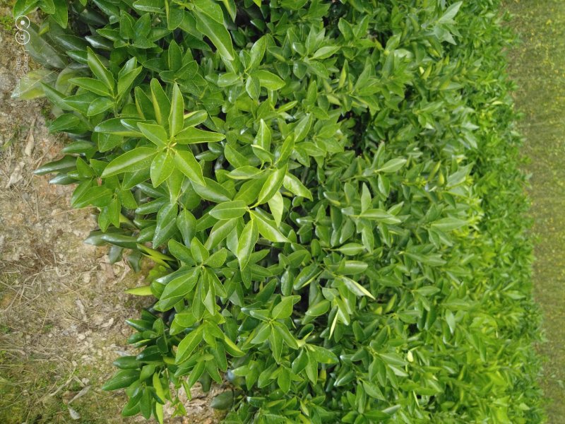 晚熟品种夏橙苗成熟期4月成活率高，三年杯苗欢迎采购
