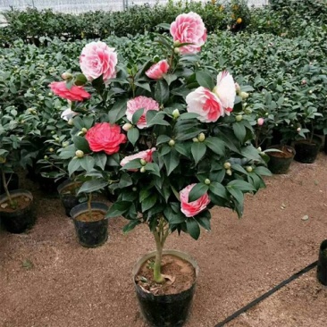 茶花庭院阳台种植观叶观花植物四季常青量大优惠