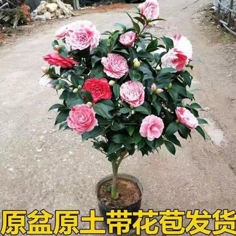 茶花庭院阳台种植观叶观花植物四季常青量大优惠