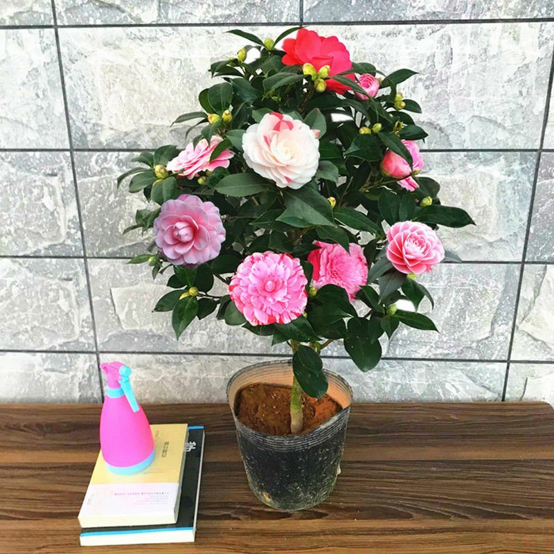 茶花庭院阳台种植观叶观花植物四季常青量大优惠