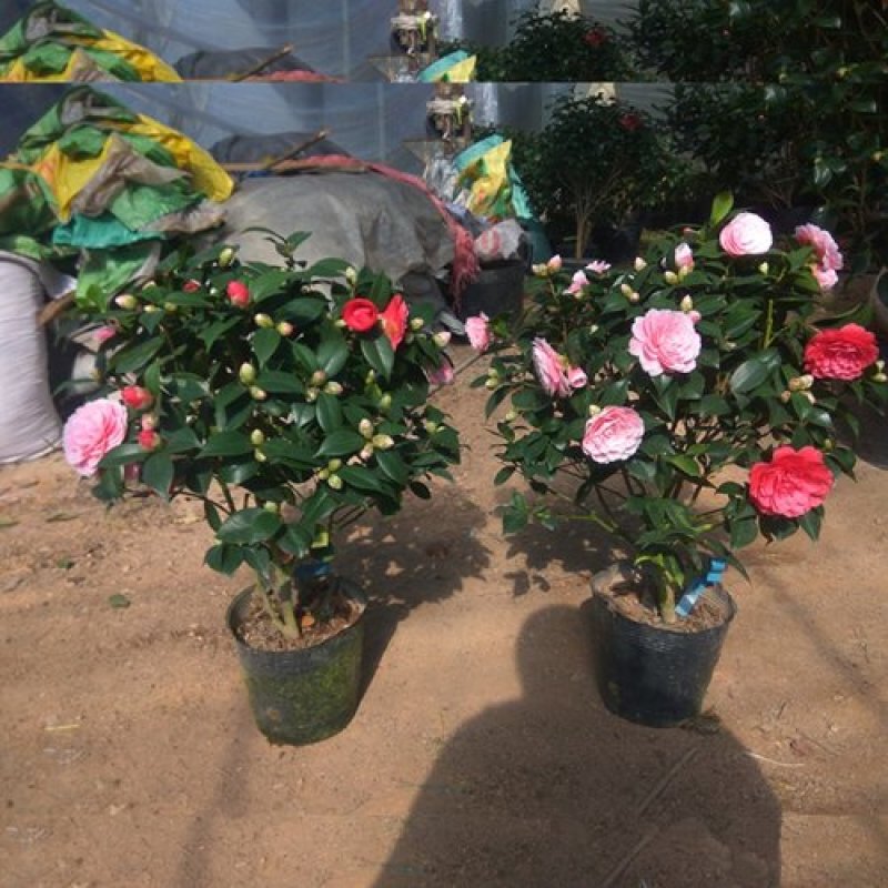 茶花庭院阳台种植观叶观花植物四季常青量大优惠
