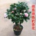 茶花庭院阳台种植观叶观花植物四季常青量大优惠