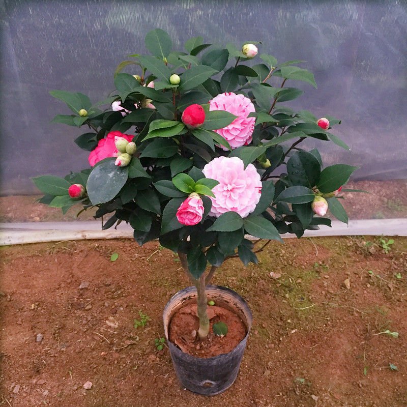 茶花庭院阳台种植观叶观花植物四季常青量大优惠