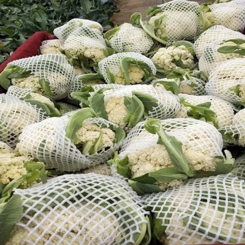 四川花菜成都蔬菜基地直供散花松花菜新鲜有机花菜