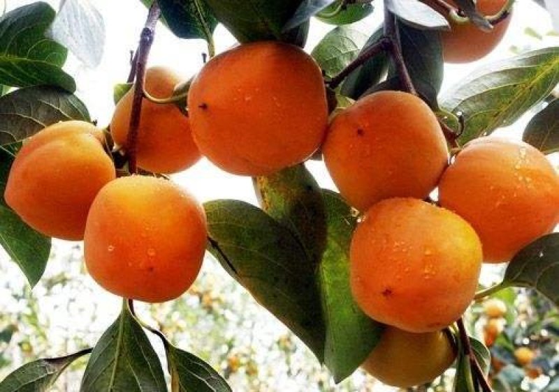 有好货矮化糖心甜脆柿子苗官方认证摘下即吃包成活