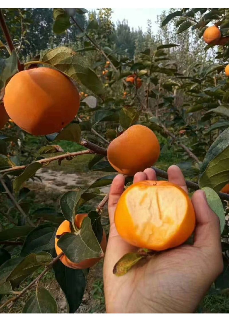 有好货矮化糖心甜脆柿子苗官方认证摘下即吃包成活