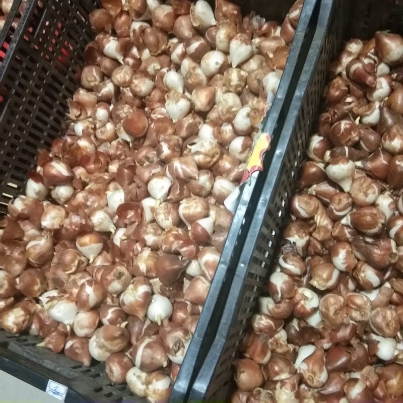 郁金香种球带芽种球根花卉耐寒水培土培颜色包对版