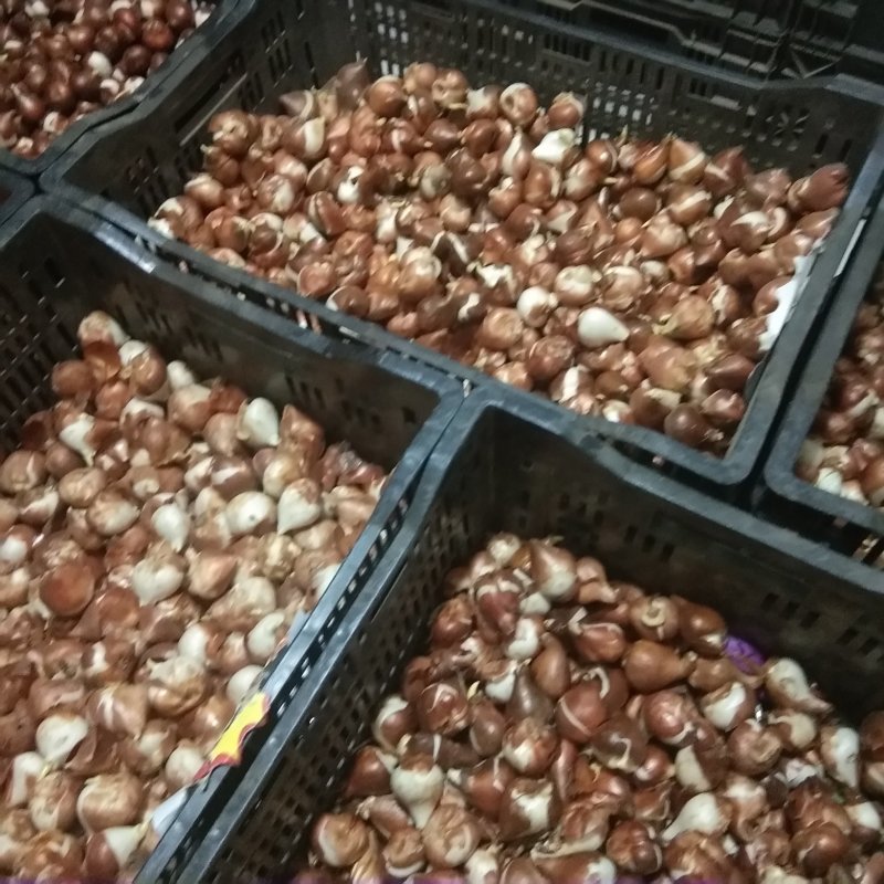 郁金香种球带芽种球根花卉耐寒水培土培颜色包对版
