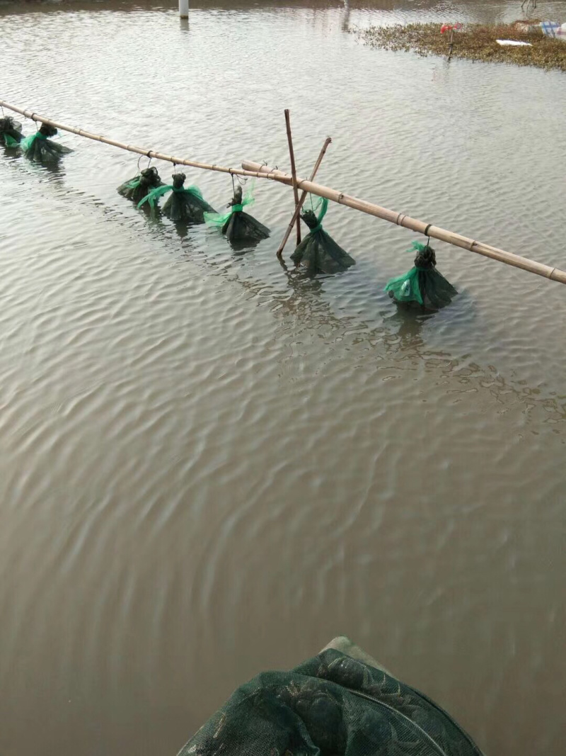 精品螃蟹，河虾