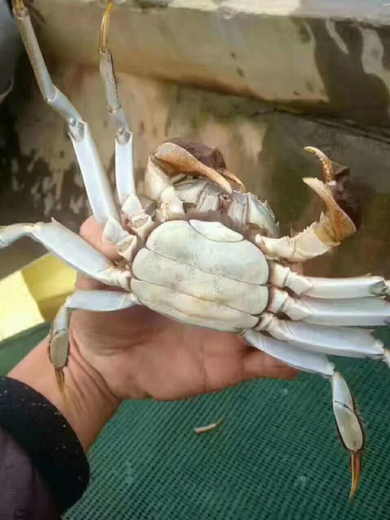 精品螃蟹，河虾
