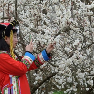 免费办理两证一签，贵州毕节纳雍县正宗玛瑙红樱桃树苗