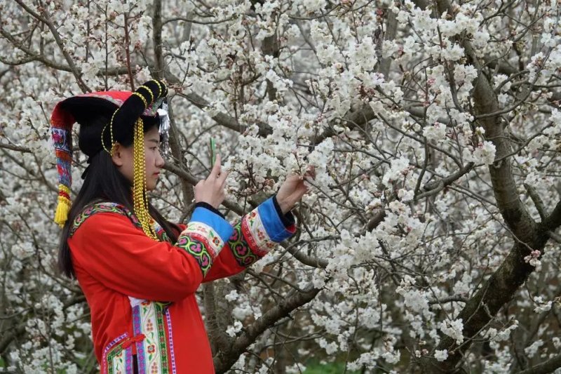 免费办理两证一签，贵州毕节纳雍县正宗玛瑙红樱桃树苗