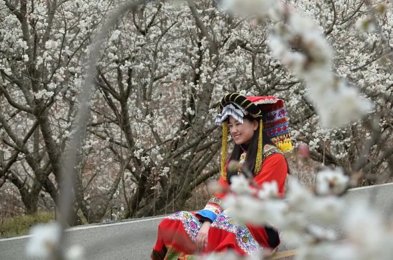 免费办理两证一签，贵州毕节纳雍县正宗玛瑙红樱桃树苗