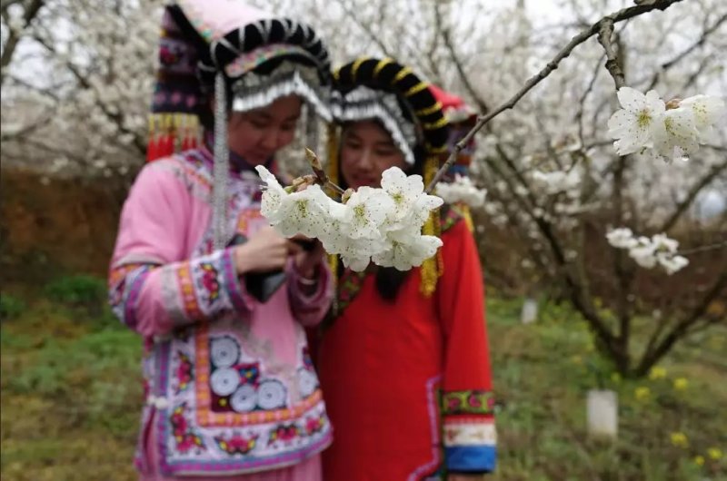 免费办理两证一签，贵州毕节纳雍县正宗玛瑙红樱桃树苗
