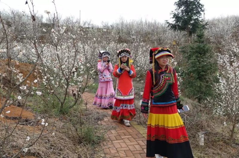 免费办理两证一签，贵州毕节纳雍县正宗玛瑙红樱桃树苗