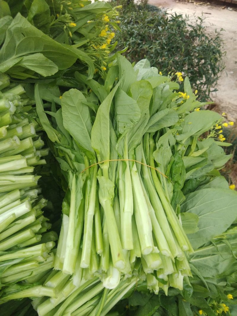 白菜苔菜心产地直供支持全国发货欢迎来电资询洽谈合作共赢