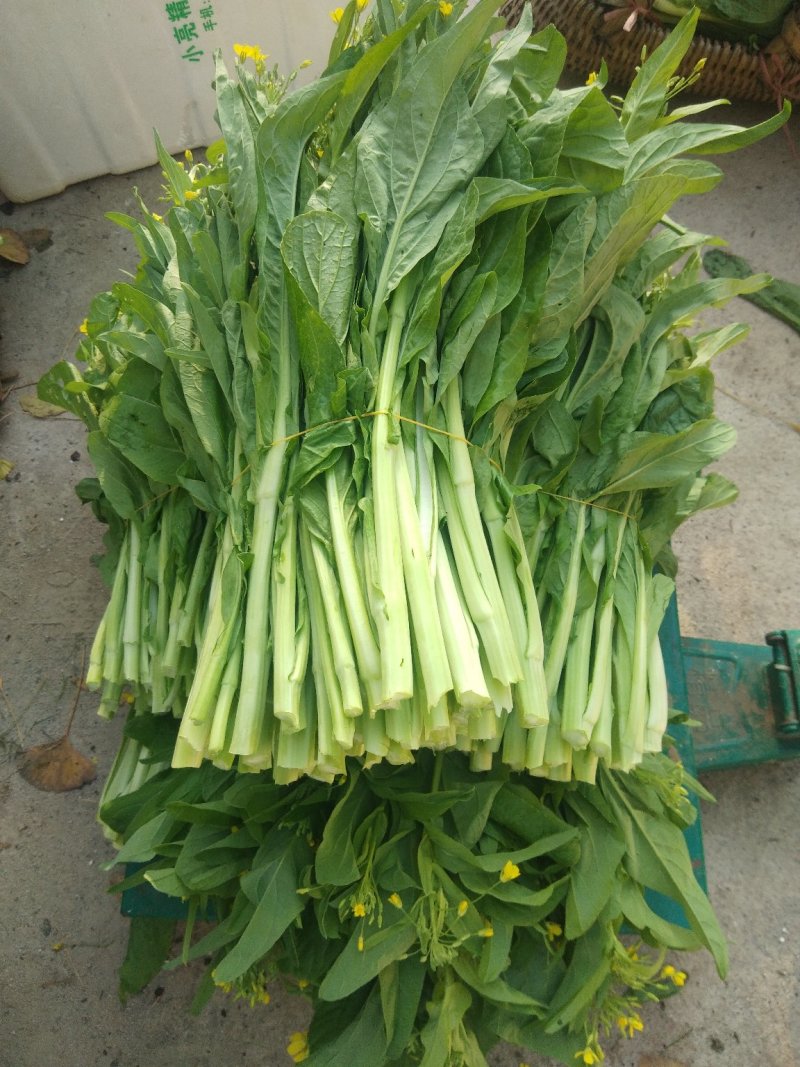 白菜苔菜心产地直供支持全国发货欢迎来电资询洽谈合作共赢