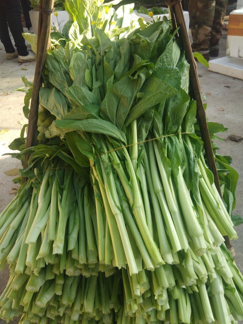 白菜苔菜心产地直供支持全国发货欢迎来电资询洽谈合作共赢