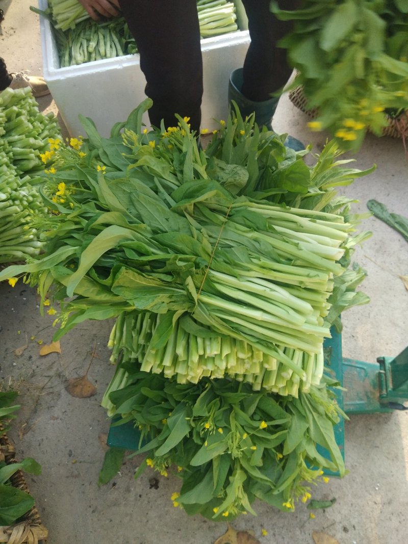 白菜苔菜心产地直供支持全国发货欢迎来电资询洽谈合作共赢