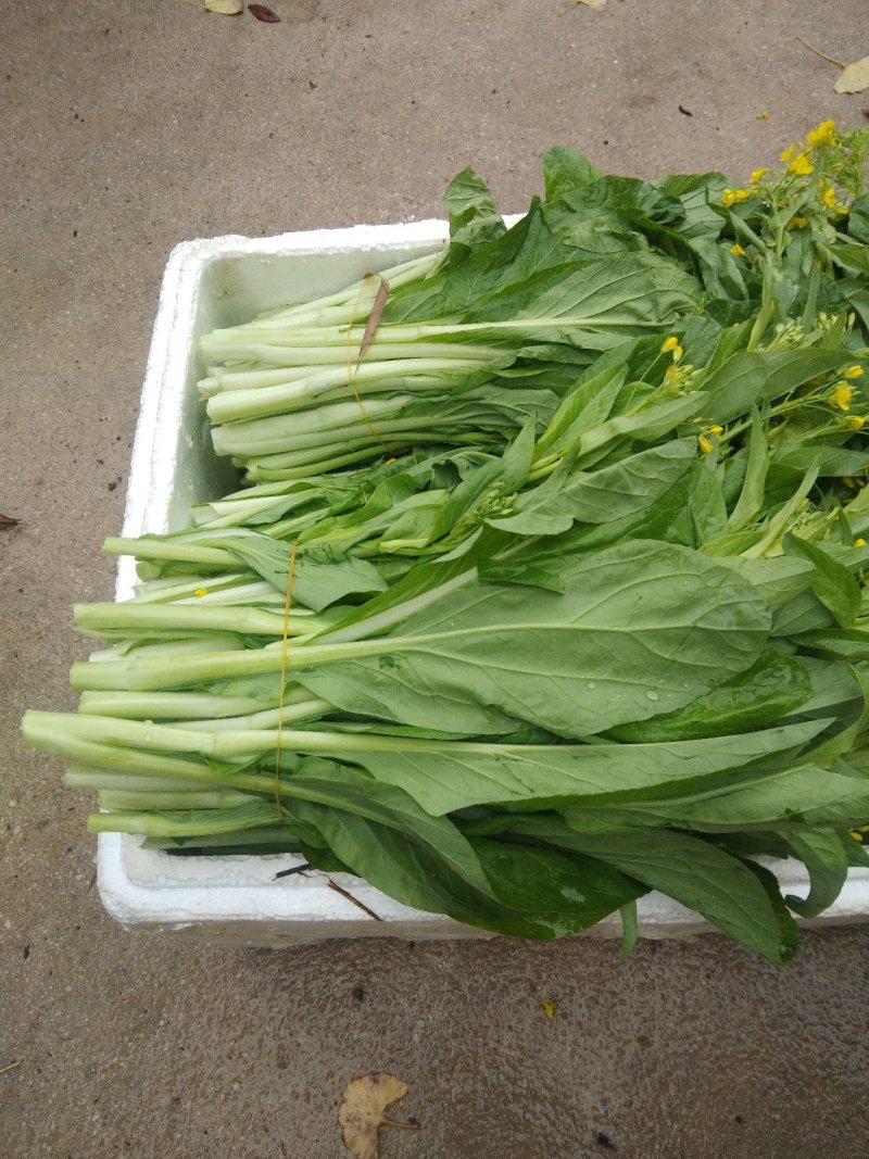 白菜苔菜心产地直供支持全国发货欢迎来电资询洽谈合作共赢