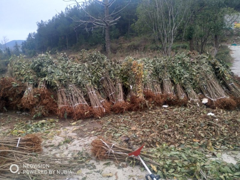 免费办理两证一签，贵州毕节纳雍县正宗玛瑙红樱桃树苗