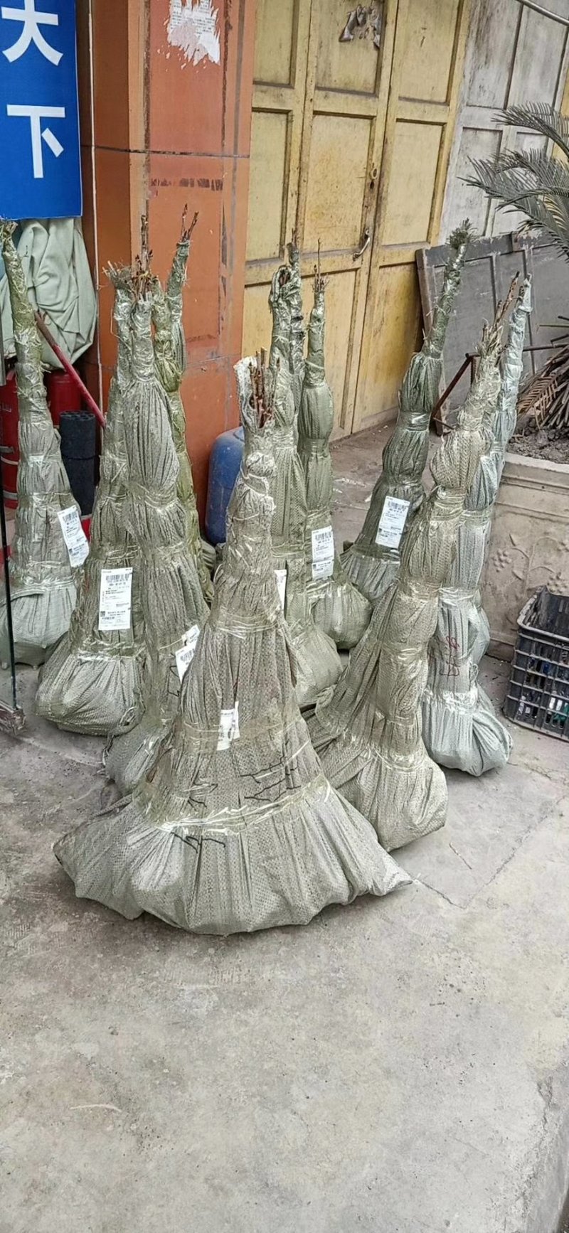 免费办理两证一签，贵州毕节纳雍县正宗玛瑙红樱桃树苗