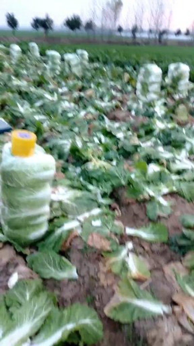 黄心大白菜，青杂三白菜，大量热卖中，有要的老板请联系我