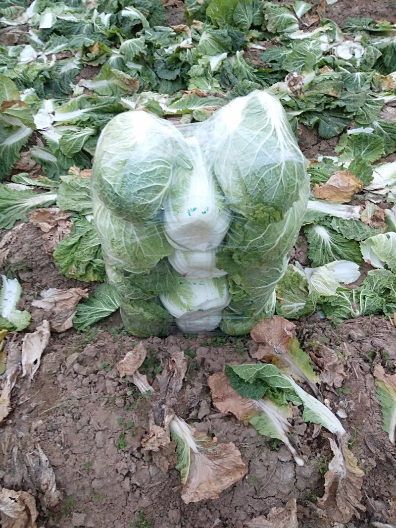 黄心大白菜，青杂三白菜，大量热卖中，有要的老板请联系我