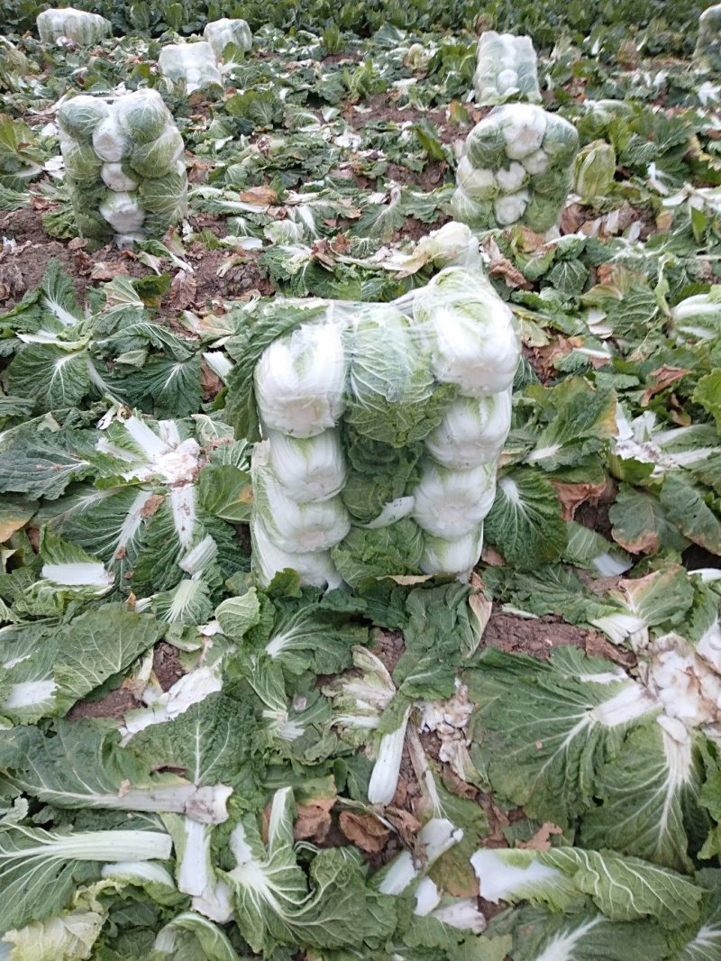 黄心大白菜，青杂三白菜，大量热卖中，有要的老板请联系我