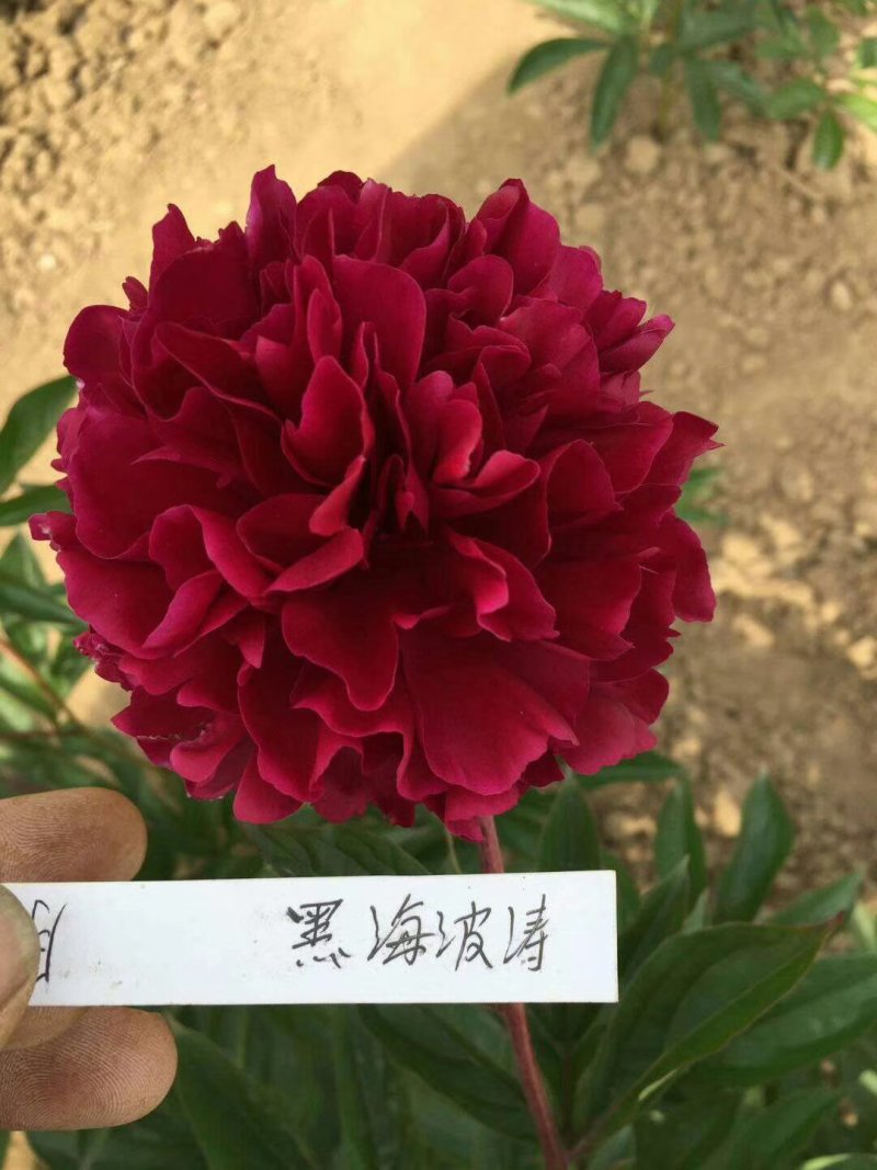 芍药观赏芍药芍药苗盆栽芍药重瓣芍药千层芍药