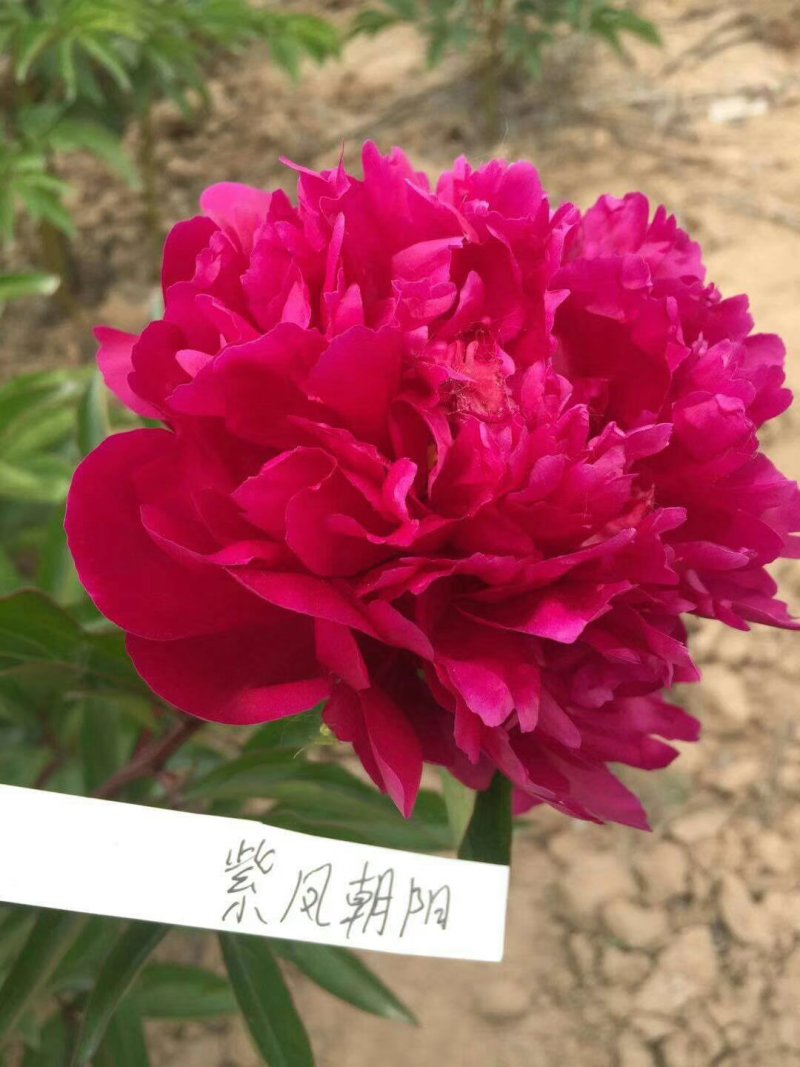 芍药观赏芍药芍药苗盆栽芍药重瓣芍药千层芍药