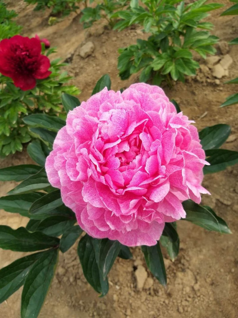 芍药观赏芍药芍药苗盆栽芍药重瓣芍药千层芍药