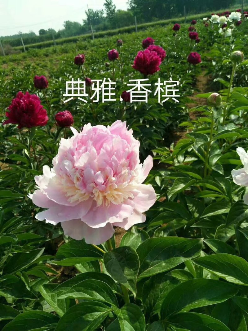 芍药观赏芍药芍药苗盆栽芍药重瓣芍药千层芍药