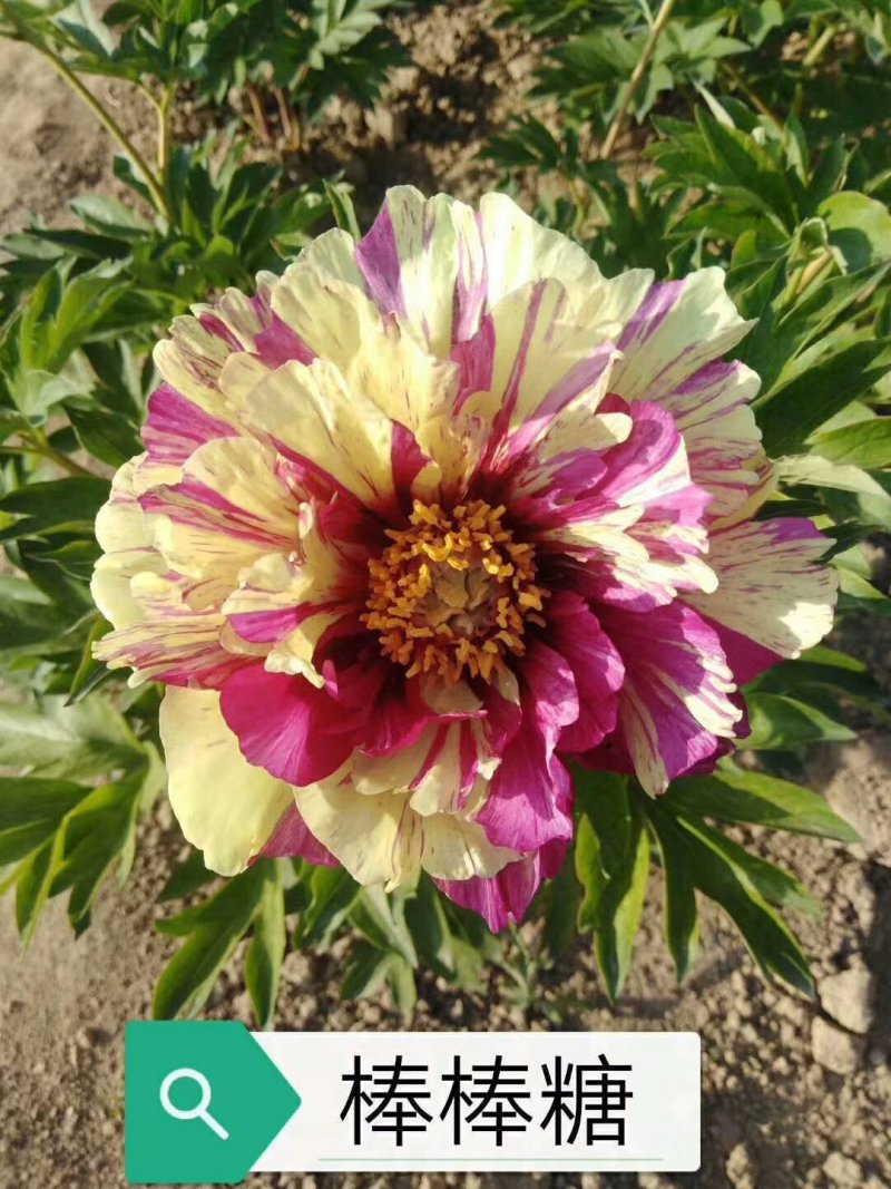 芍药观赏芍药芍药苗盆栽芍药重瓣芍药千层芍药