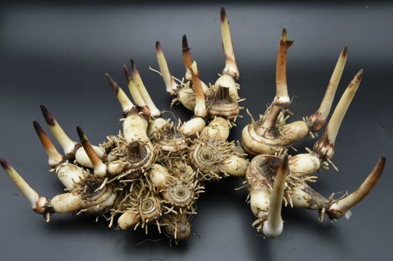 白芨紫花三叉白芨大白芨无黑果大量供应