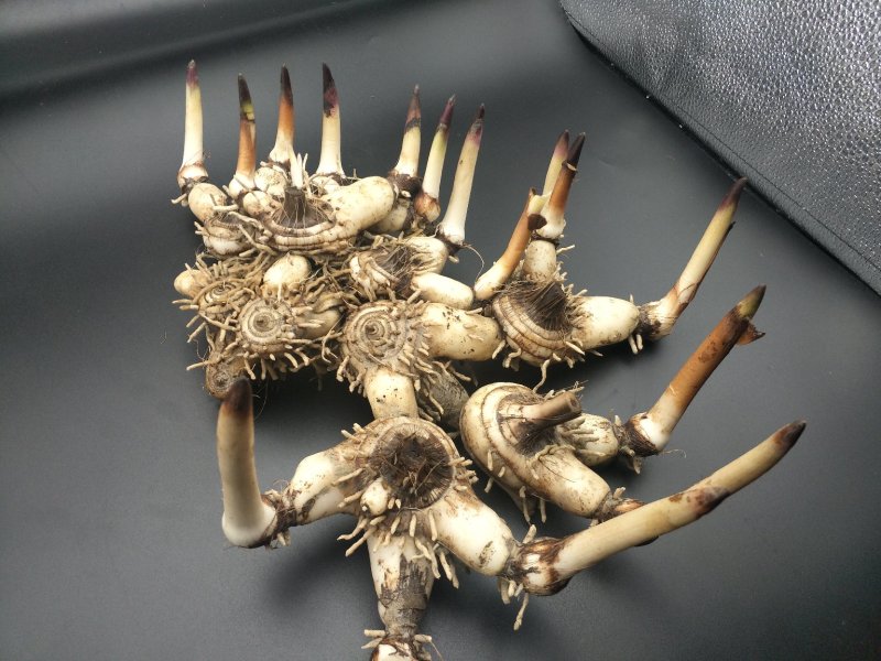 白芨紫花三叉白芨大白芨无黑果大量供应