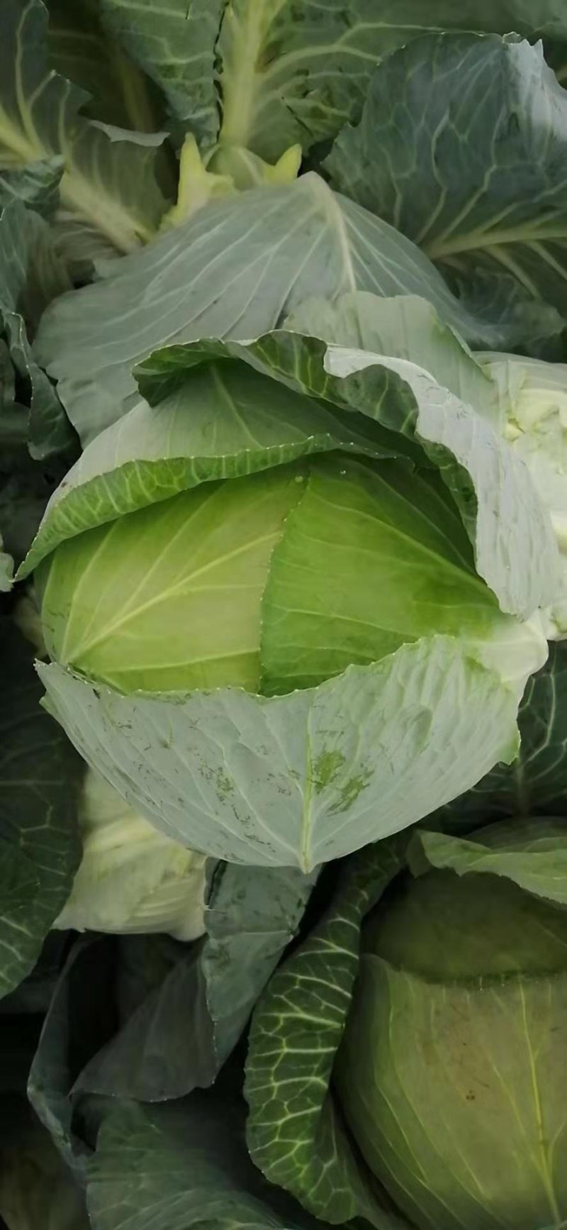 产地扁包菜可以大量供应脱水厂加工厂超市批发市场。
