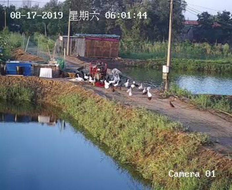 虾池转租可以视频看自己的池塘灌水方便