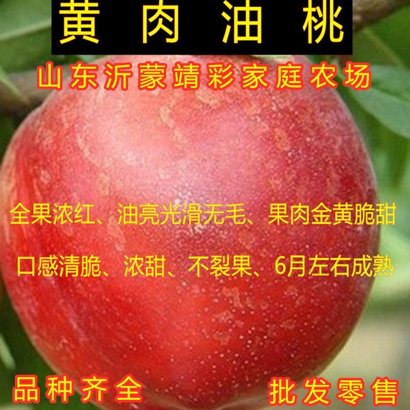 黄肉油桃苗油桃树苗嫁接黄油桃树苗南北方种植果树苗