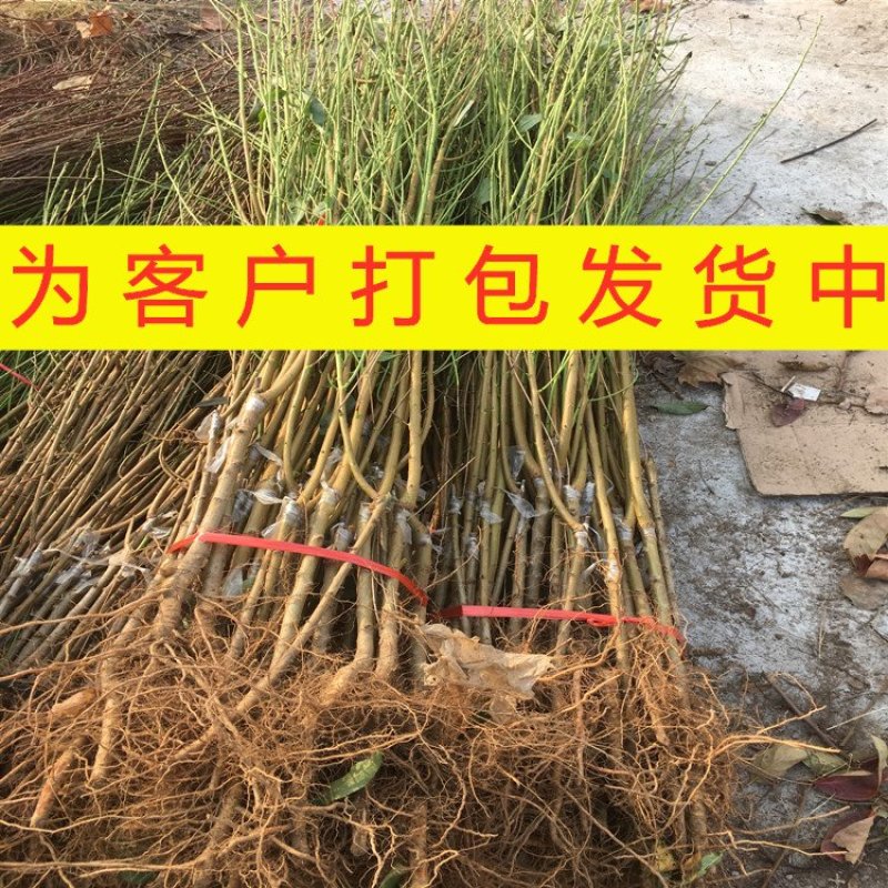 黄肉油桃苗油桃树苗嫁接黄油桃树苗南北方种植果树苗