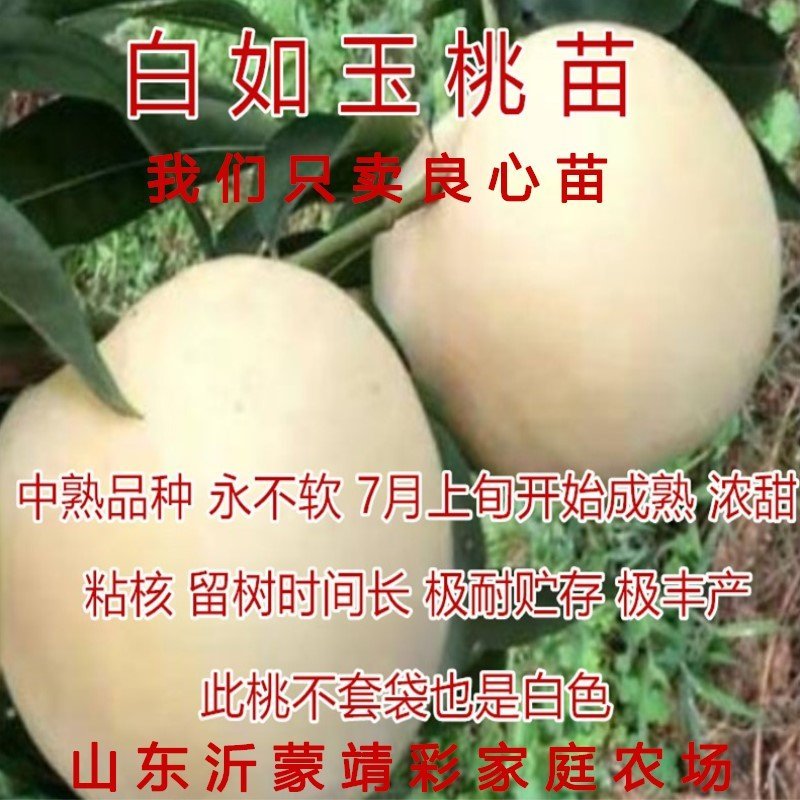 黄肉油桃苗油桃树苗嫁接黄油桃树苗南北方种植果树苗