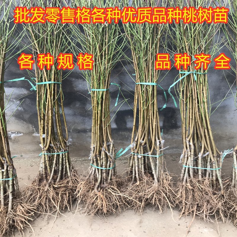 黄肉油桃苗油桃树苗嫁接黄油桃树苗南北方种植果树苗