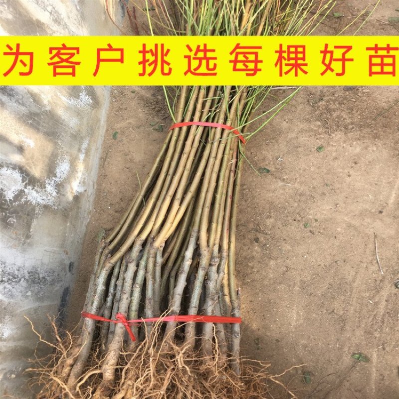 黄肉油桃苗油桃树苗嫁接黄油桃树苗南北方种植果树苗