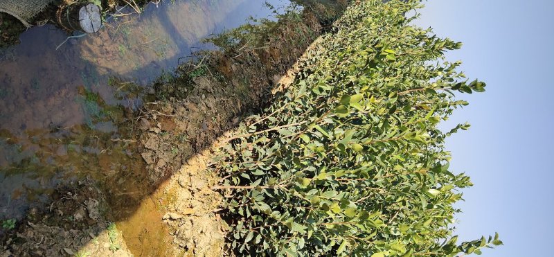 【聚便宜有好货】江西高产嫁接容积杯油茶苗20-80