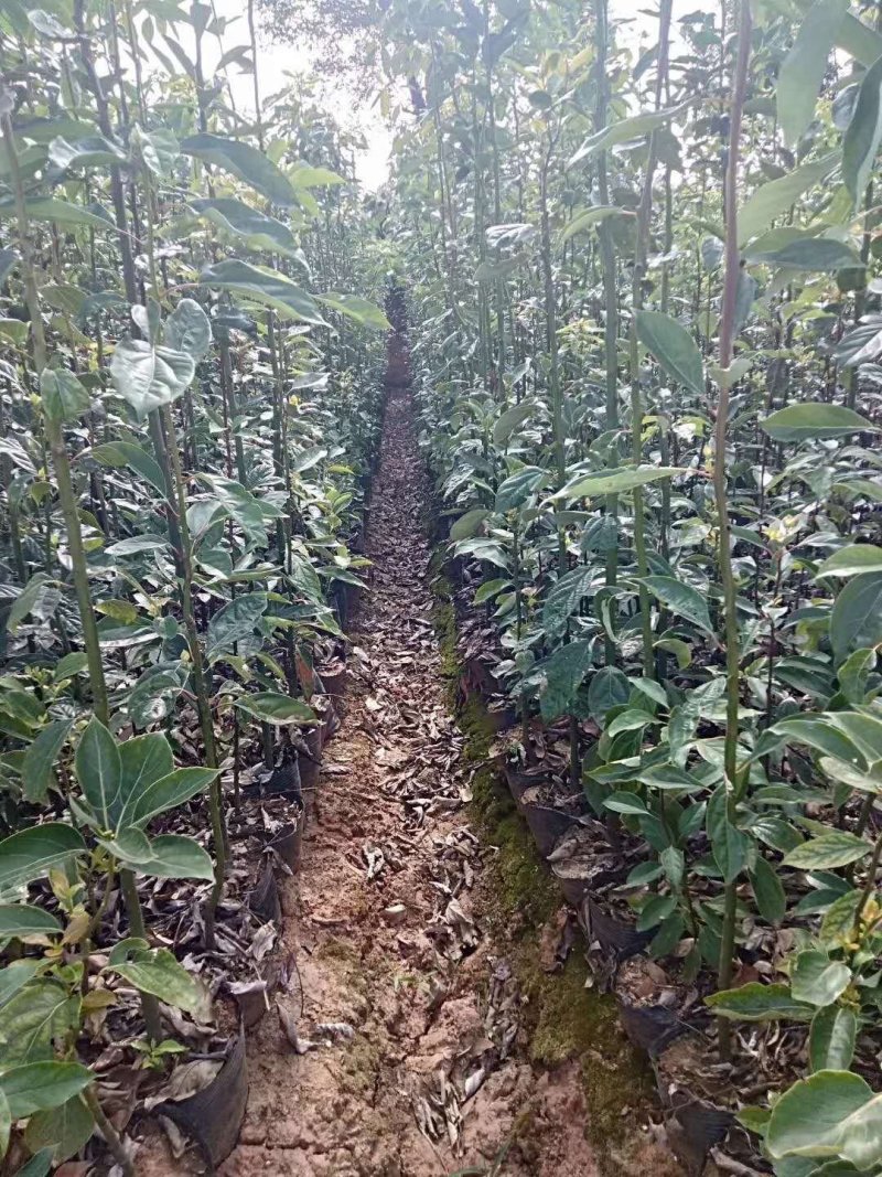 大小规格香樟袋苗低价出售