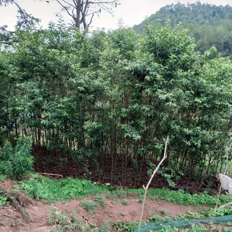 大小规格香樟袋苗低价出售