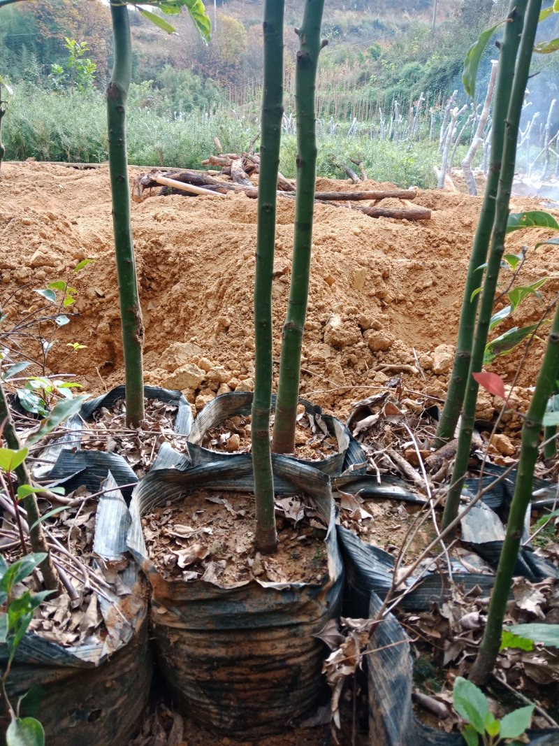 大小规格香樟袋苗低价出售