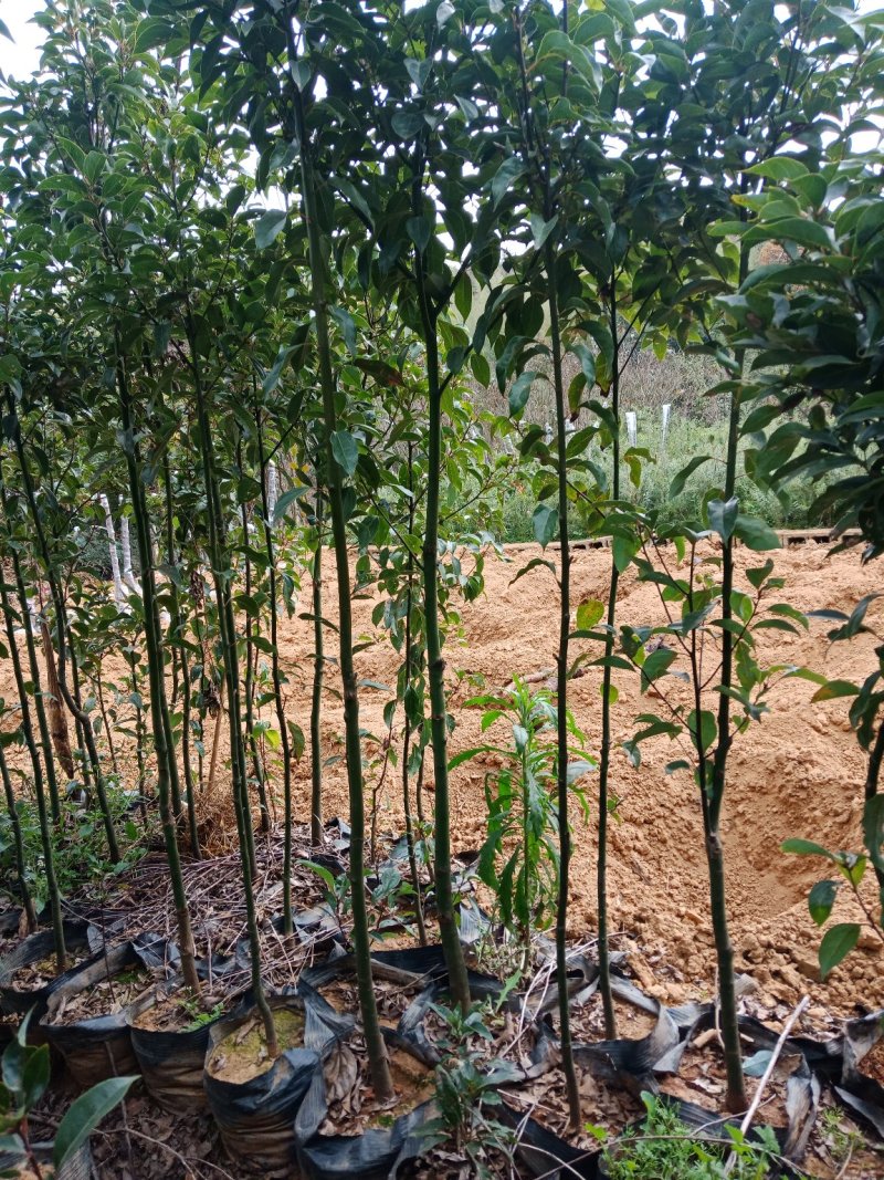 大小规格香樟袋苗低价出售