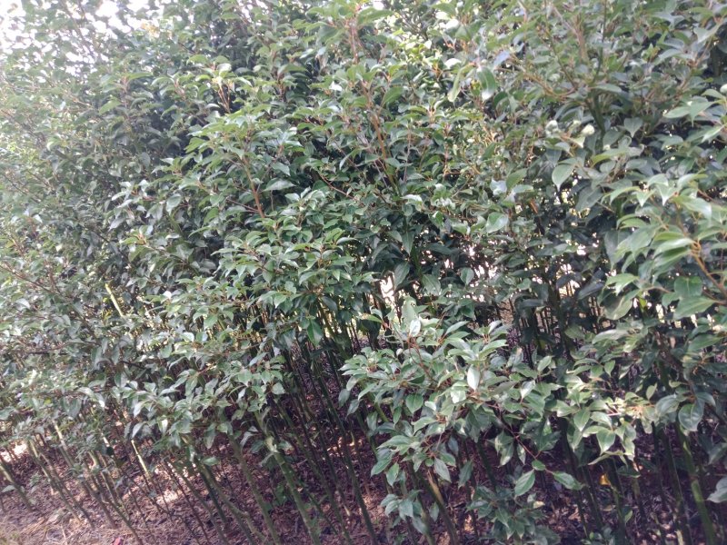 大小规格香樟袋苗低价出售