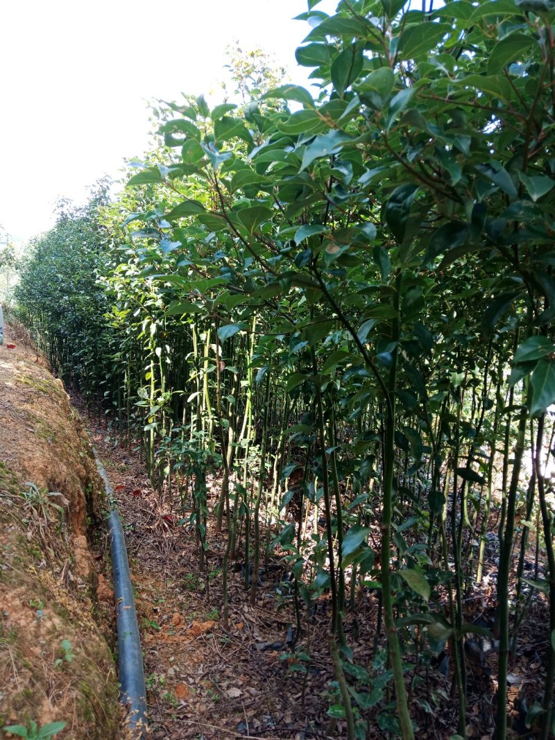 大小规格香樟袋苗低价出售